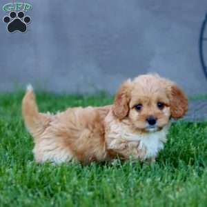 Molly, Cockapoo Puppy