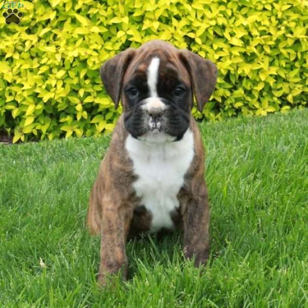 Monarch, Boxer Puppy