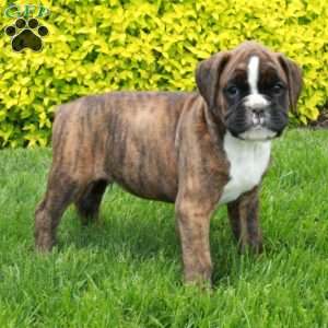 Monarch, Boxer Puppy