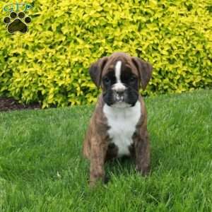 Monarch, Boxer Puppy