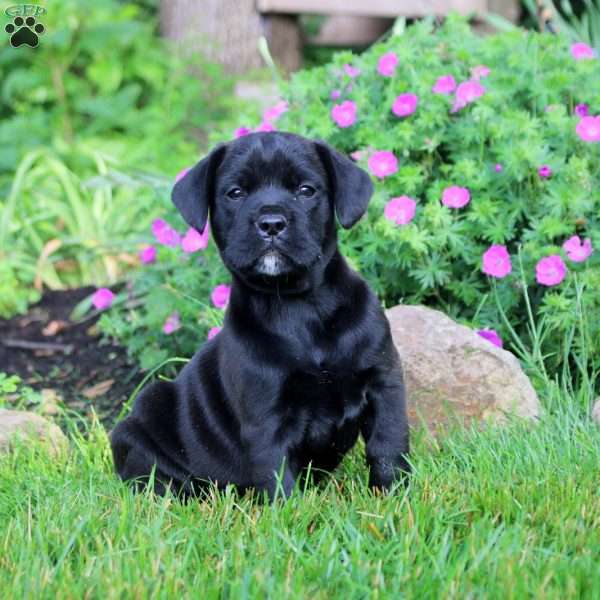 Moose, French Bulldog Mix Puppy
