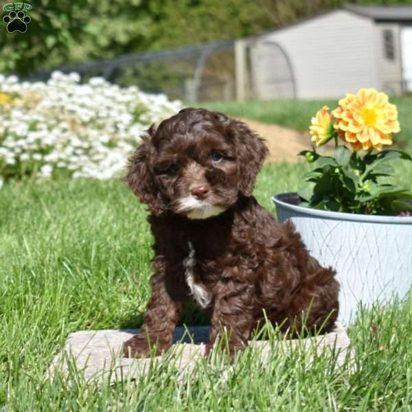 Moose, Cockapoo Puppy
