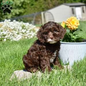 Moose, Cockapoo Puppy