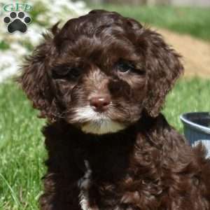 Moose, Cockapoo Puppy