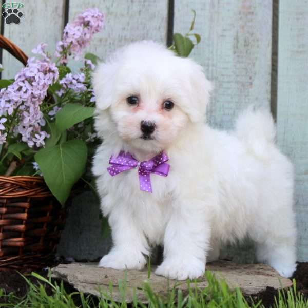 Moses, Maltichon Puppy