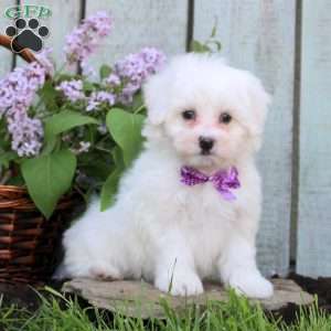 Moses, Maltichon Puppy