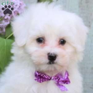 Moses, Maltichon Puppy