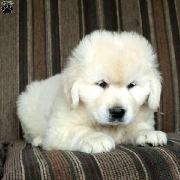 Mosey, English Cream Golden Retriever Puppy