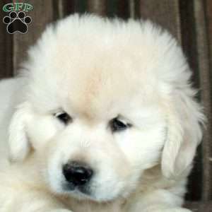 Mosey, English Cream Golden Retriever Puppy