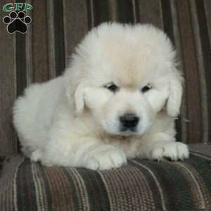 Mosey, English Cream Golden Retriever Puppy