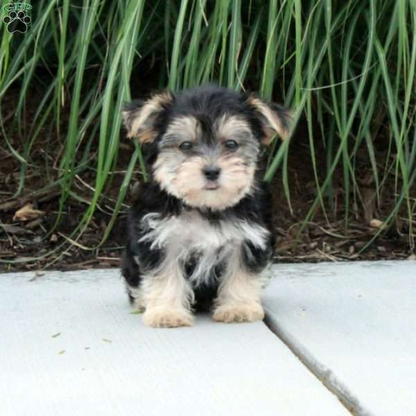 Moxie, Morkie / Yorktese Puppy