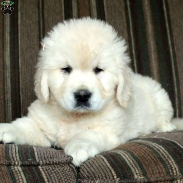 Moxie, English Cream Golden Retriever Puppy