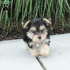 Moxie, Morkie / Yorktese Puppy