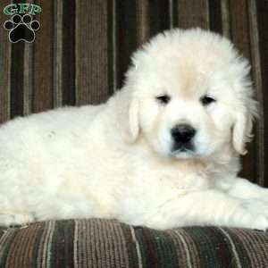 Moxie, English Cream Golden Retriever Puppy