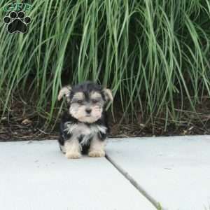 Moxie, Morkie / Yorktese Puppy