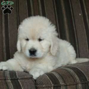 Moxie, English Cream Golden Retriever Puppy