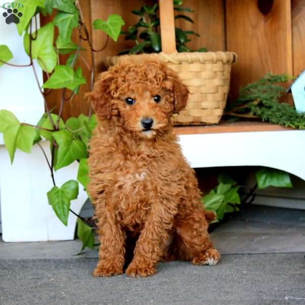 Muff, Miniature Poodle Puppy