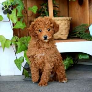 Muff, Miniature Poodle Puppy