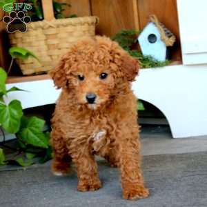 Muff, Miniature Poodle Puppy