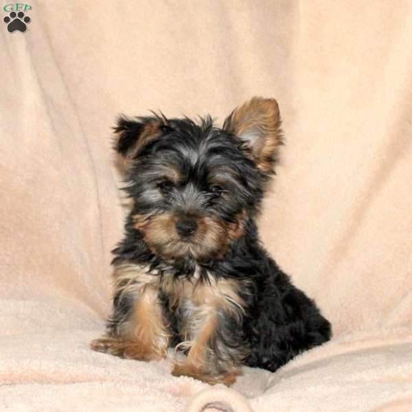 Murphy, Yorkie Puppy