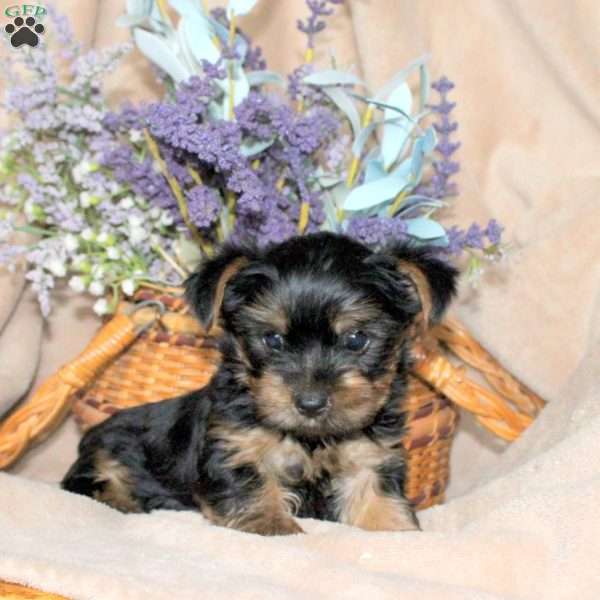 Murphy, Yorkie Puppy
