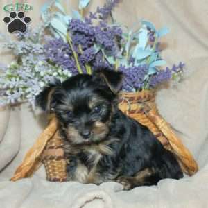 Murphy, Yorkie Puppy