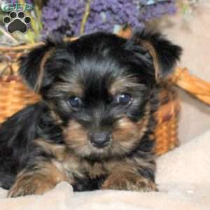 Murphy, Yorkie Puppy