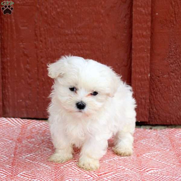 Murry, Maltese Puppy