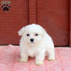 Murry, Maltese Puppy