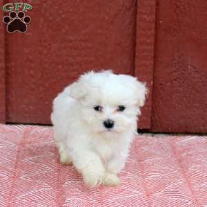 Murry, Maltese Puppy