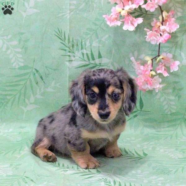 Nacho-Mini, Dachshund Puppy