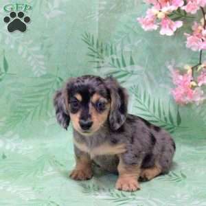 Nacho-Mini, Dachshund Puppy