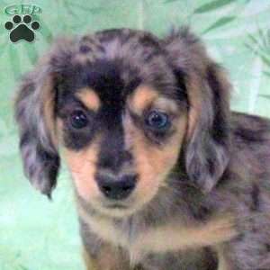 Nacho-Mini, Dachshund Puppy