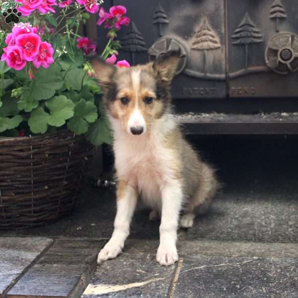 Nacho, Sheltie Puppy