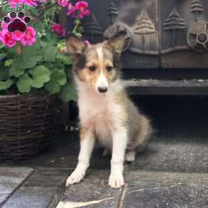 Nacho, Sheltie Puppy