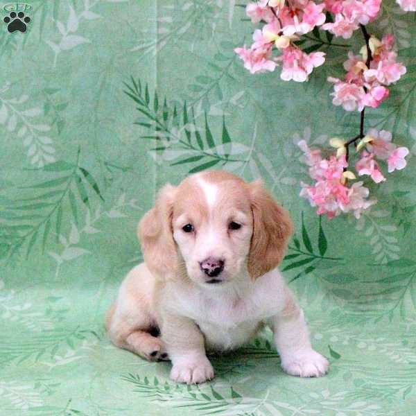 Nala-Mini, Dachshund Puppy