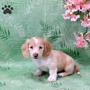 Nala-Mini, Dachshund Puppy