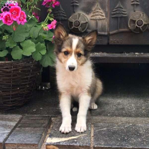 Nala, Sheltie Puppy