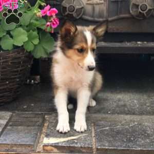 Nala, Sheltie Puppy