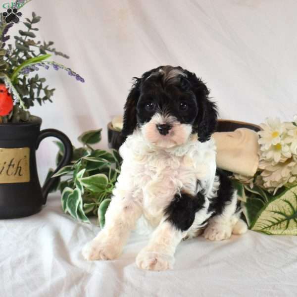 Nana, Cavapoo Puppy