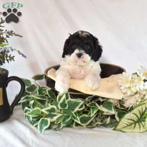 Nana, Cavapoo Puppy