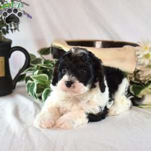 Nana, Cavapoo Puppy