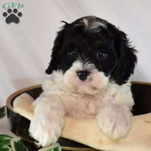 Nana, Cavapoo Puppy