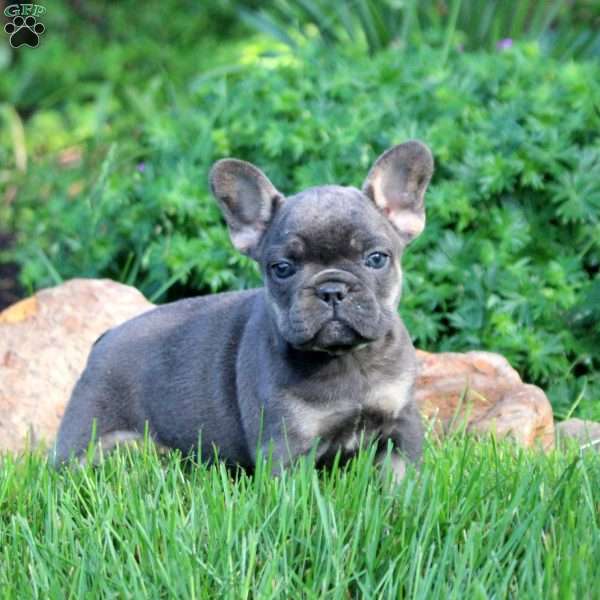 Naomi, French Bulldog Puppy