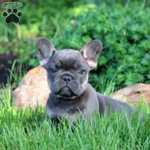 Naomi, French Bulldog Puppy