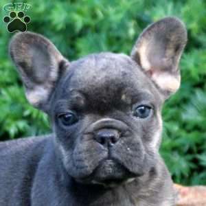 Naomi, French Bulldog Puppy