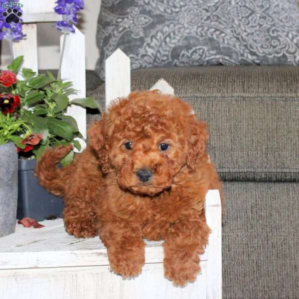 Nash, Toy Poodle Puppy