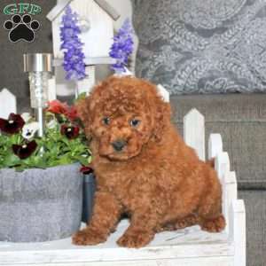 Nash, Toy Poodle Puppy