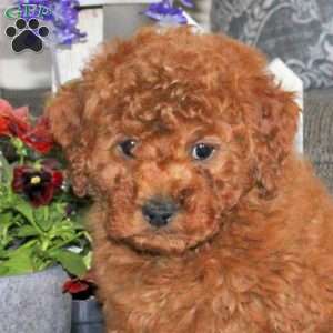 Nash, Toy Poodle Puppy