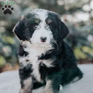 Nate, Mini Bernedoodle Puppy